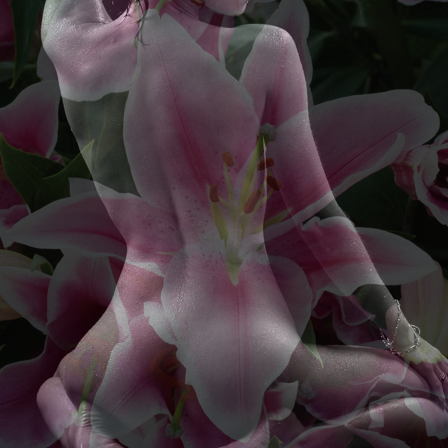 the garden of pink lilies